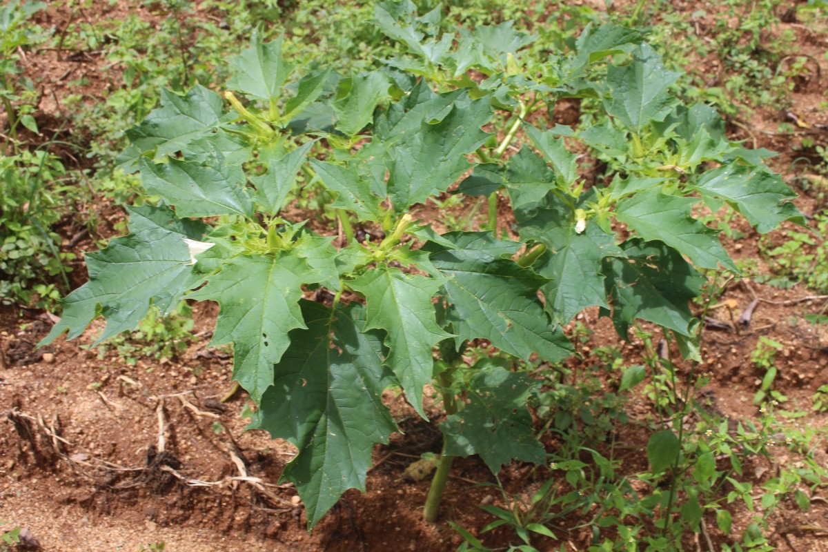 Datura stramonium L.